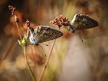 2,638 Lepidoptera species have been found in North Macedonia Peprutki vo Vishni.jpg