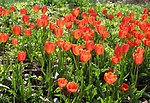 Thumbnail for Tulipa gesneriana