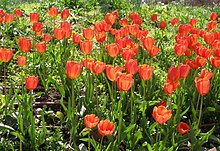 צבעונים.Tulipa gesnerianaは、ヨーロッパ中南部の一部と北アメリカの散在地で帰化してきた。JPG