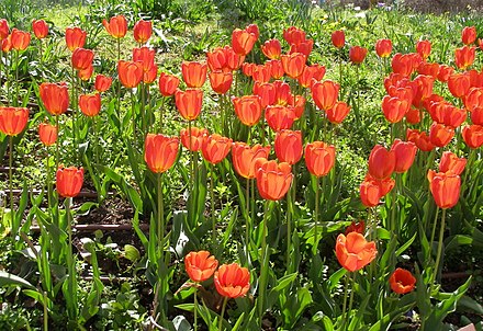 Тюльпан геснера. Тюльпан Геснера – Tulipa gesneriana l. Красные тюльпаны Геснера. Тюльпан Геснера луковицы.