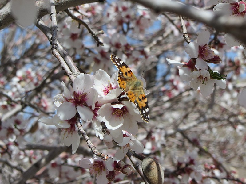 File:شکوفه بادام.JPG