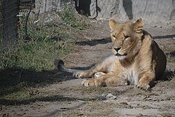 یک شیر ماده در باغ وحش ایروان