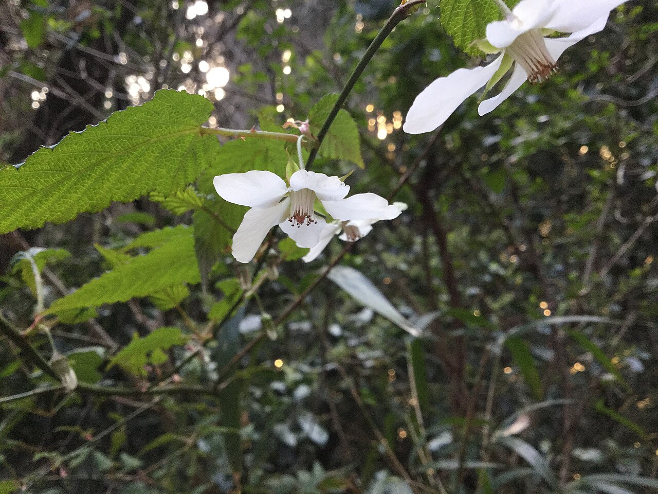 ファイル ナガバモミジイチゴの下向きに咲く花 Jpg Wikipedia