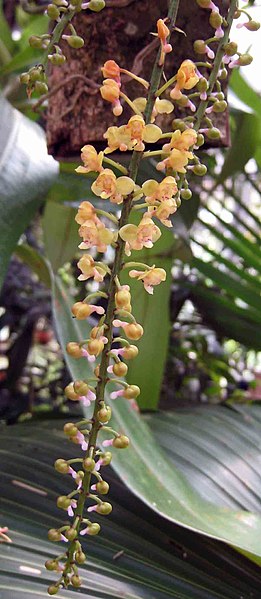 File:小葉寄樹蘭 Robiquetia succisa -香港嘉道理農場 Kadoorie Farm, Hong Kong- (9673310326).jpg