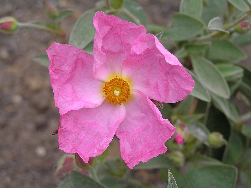 File:岩薔薇屬 Cistus argenteus Silver Pink -英格蘭 Wisley Gardens, England- (9152017666).jpg