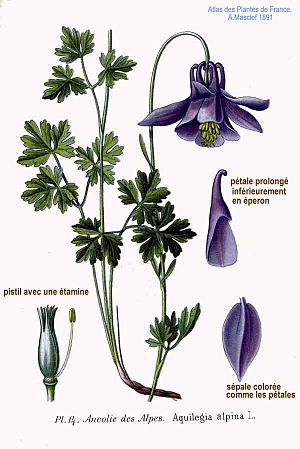 14 Aquilegia alpina L.jpg