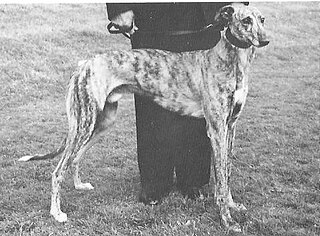 <span class="mw-page-title-main">Mile Bush Pride</span> British racing greyhound