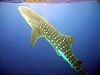 A whale shark swims near Útila