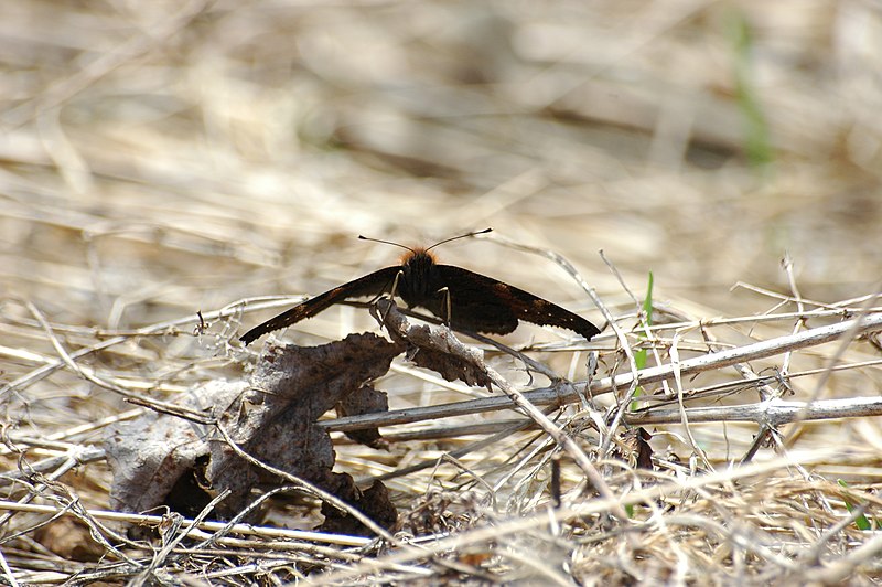 File:2010-03-23 (21) Butterfly.JPG