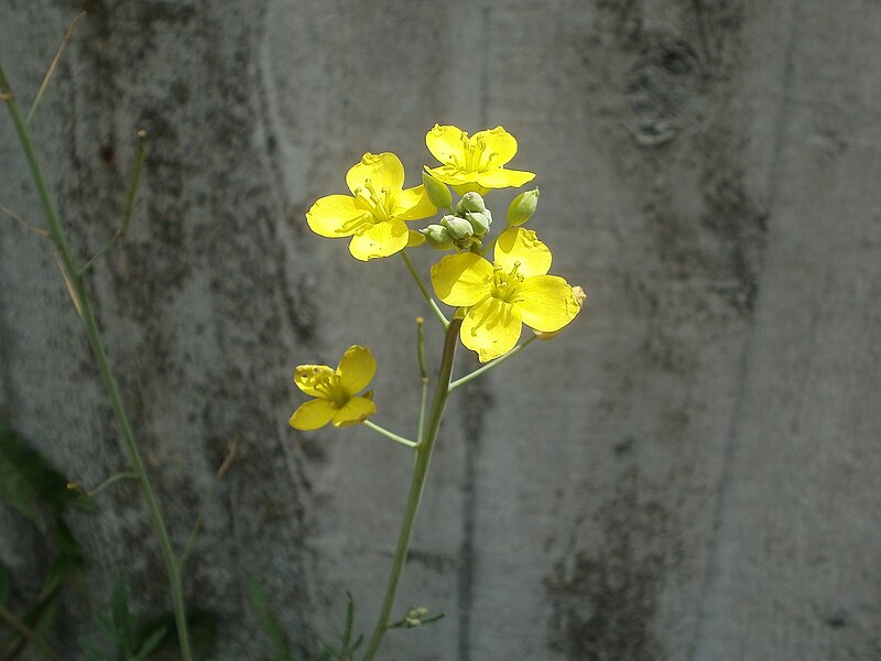 File:20120628Diplotaxis tenuifolia4.jpg