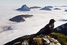 Esemplare in Alta Austria.