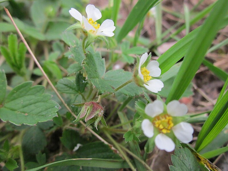 File:20130418Potentilla sterilis2.jpg