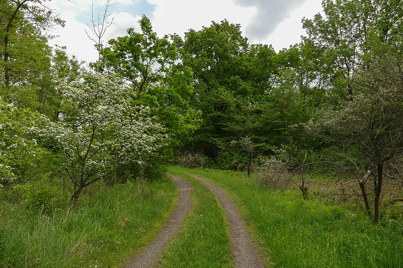 File:20150514-Mitterwasser-DonauAu-83.jpg