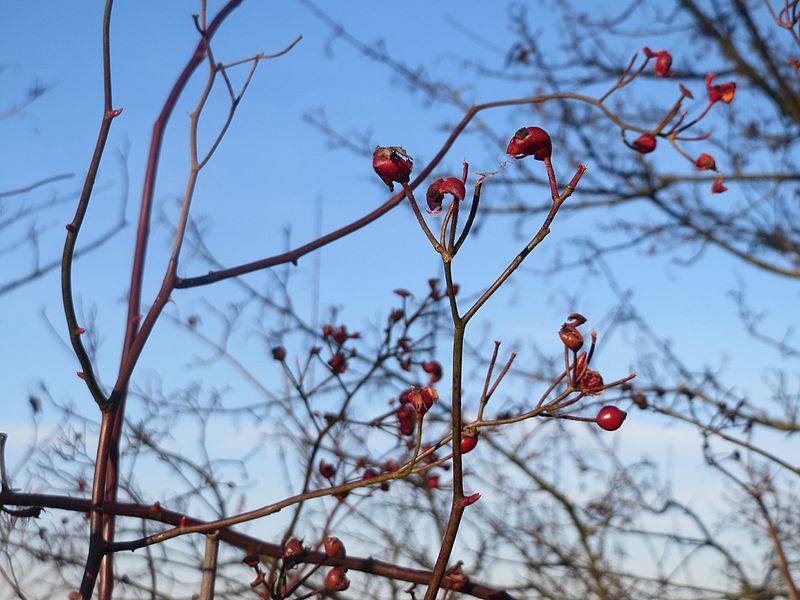 File:20161210Rosa multiflora3.jpg