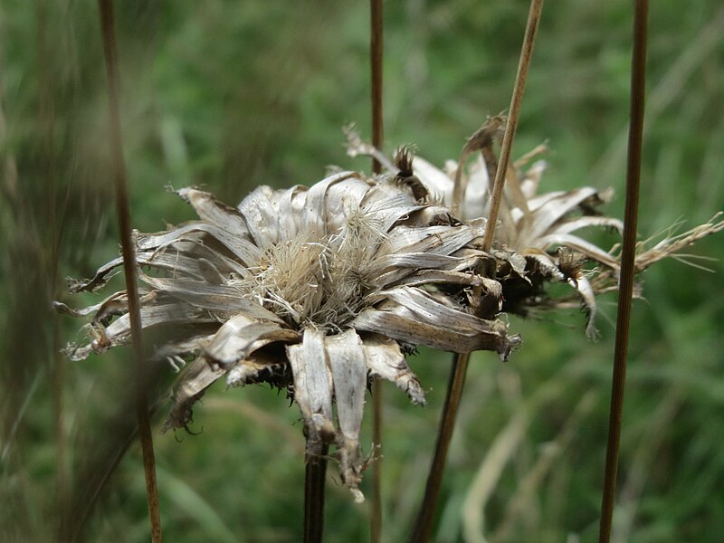 File:20170815Centaurea jacea2.jpg