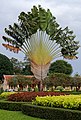 20171124 Gardens of the Royal Palace, Phnom Penh 4110 DxO.jpg