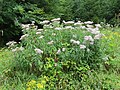 2018-08-11 Eupatorium (boneset) at Tirolerkogel, Annaberg, Austria