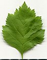 * Nomination Crataegus. Leaf adaxial side. --Knopik-som 00:38, 18 July 2021 (UTC) * Promotion  Support Good quality -- Johann Jaritz 02:50, 18 July 2021 (UTC)