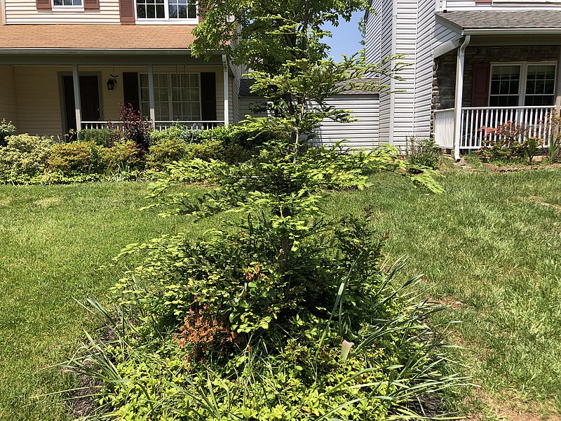 File:2022-05-21 13 36 01 A Coast Redwood sapling along Tranquility Court in the Franklin Farm section of Oak Hill, Fairfax County, Virginia.jpg