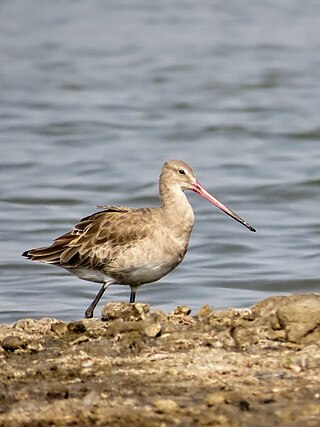 <span class="mw-page-title-main">Black-tailed godwit</span> Species of bird