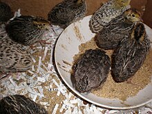 2 week old Japanese quail chicks 3.JPG