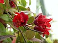 Aeschynanthus 'Crimson Bells'