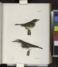 Thumbnail for File:78. The White-eyed Greenlet (Vireo noveboracensis). 79. The Red-eyed Greenlet (Vireo olivaceus) (NYPL b14505696-113578).tiff