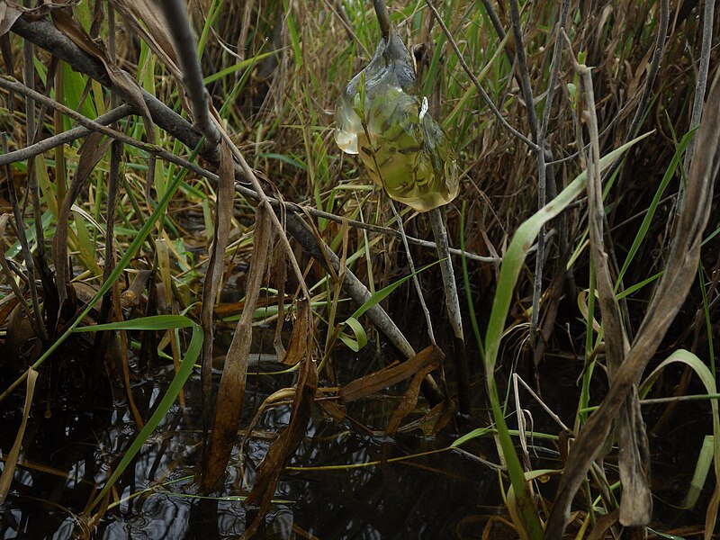 File:A. gracile egg mass.jpg