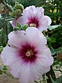 File:Alcea rosea threeflowers.jpg - Wikimedia Commons