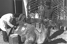 Government veterinary station at Shuafat in 1934 A VETERINARIAN TREATING A CAMEL AT THE GOVERNMENT VETERINARY STATION AT SHUAFAT NEAR JERUSALEM. SHrvtym vtrynrym lKHyvt vbhmvt SHv`pt lyd yrvSHlym. bTSylvm.jpg