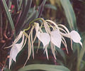 A and B Larsen orchids - Brassavola nodosa 946-11z.jpg