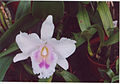 A and B Larsen orchids - Brassolaeliocattleya Chiengrai Padej 898-17.jpg