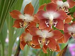 A and B Larsen orchids - Neomoorea irrorata DSCN4863.JPG