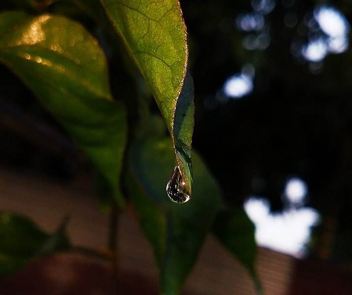 File:A drop of water Assam.jpg