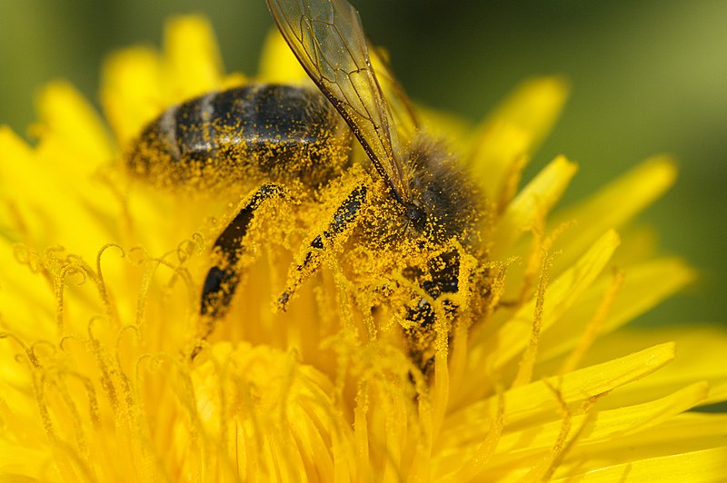 File:Abeille (3419176626).jpg