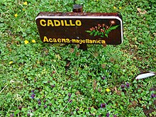 Acaena magellanica at Hornopiren Chile botanical station 07 Feb 2010.jpg