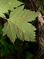 Acer glabrum