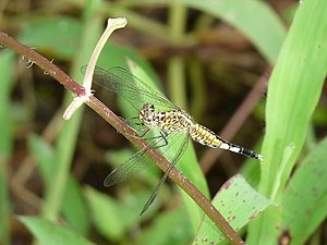 Trumpet Tail Acisoma panorpoides female