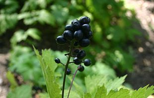 Actaea-spicata-berries.JPG
