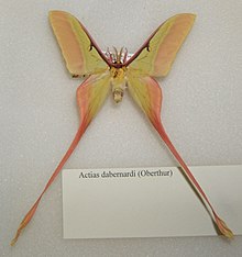 Actias dubernardi samec sjh.jpg