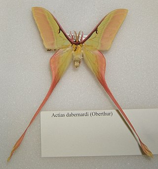 <i>Actias dubernardi</i> Species of moth