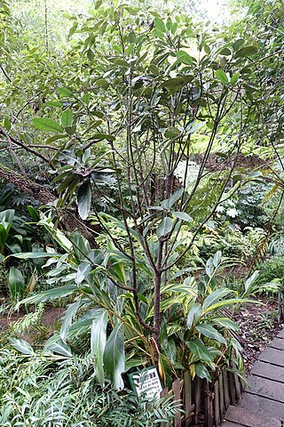 <i>Aucuba chinensis</i> Species of plant