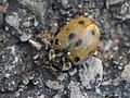 Adalia decempunctata (Linnaeus, 1758)