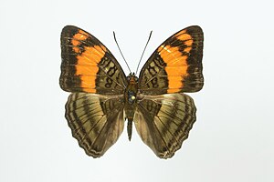 Adelpha mesentina.jpg