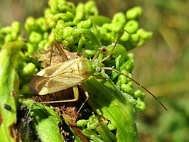 Adelphocoris lineolatus