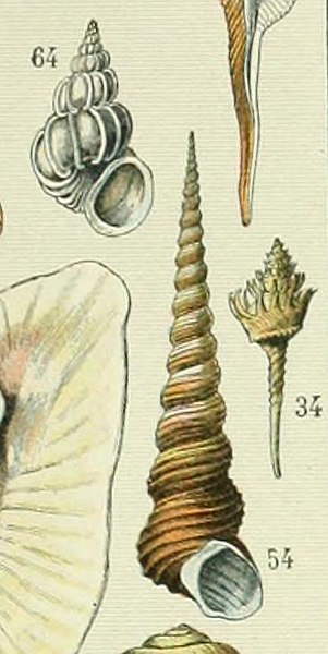 File:Adolphe Millot mollusques (cropped-01).jpg
