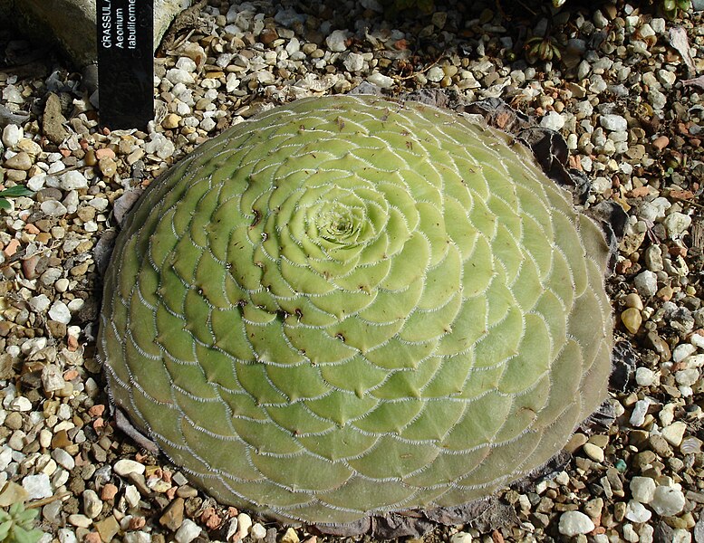 File:Aeonium tabuliforme 0.jpg