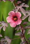 Hibiscus sabdariffa