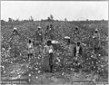 African Americans picking cotton, Georgia, 1907.jpg