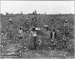 African Americans picking cotton, Georgia, 1907.jpg